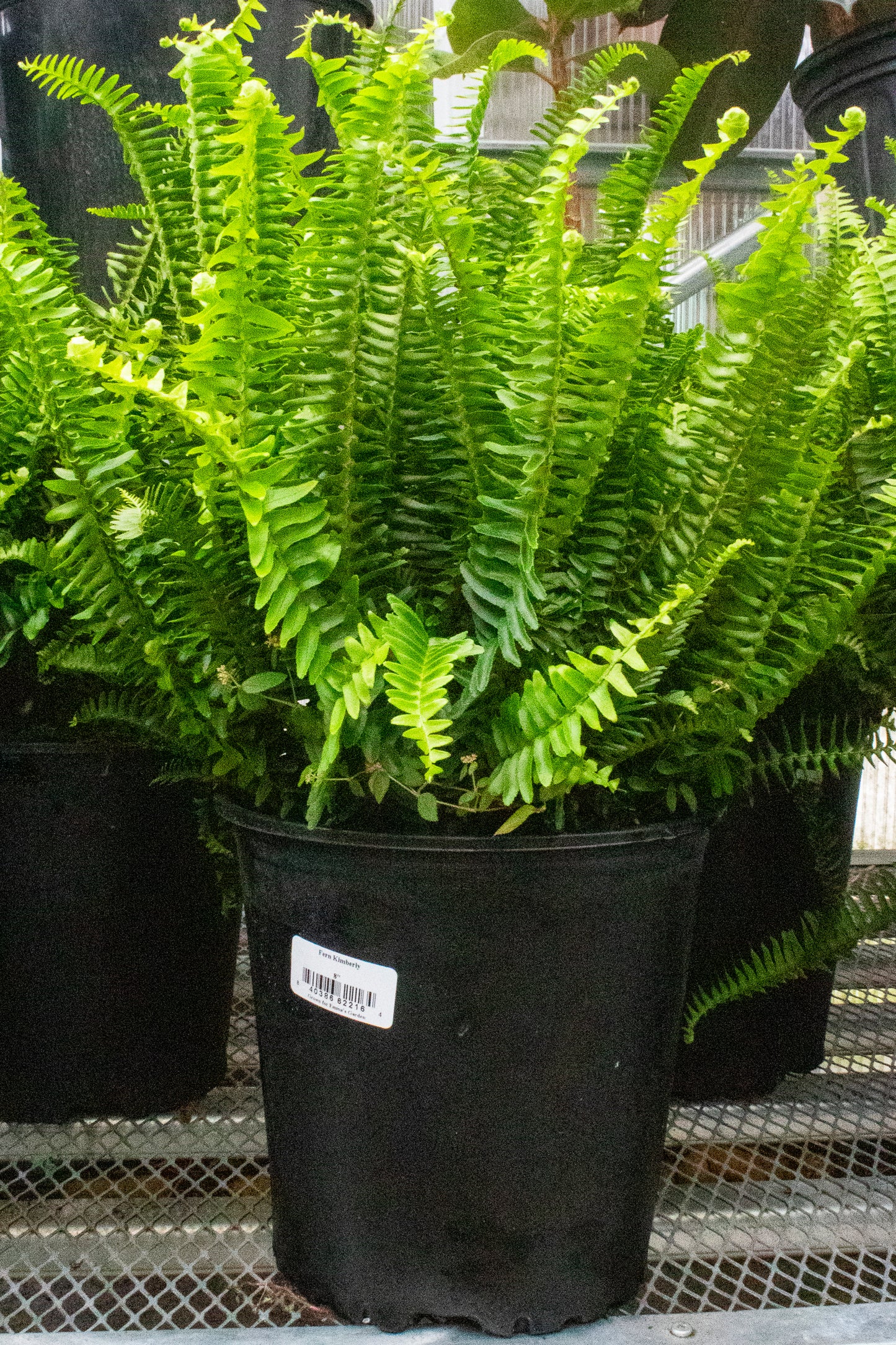 Kimberly Fern