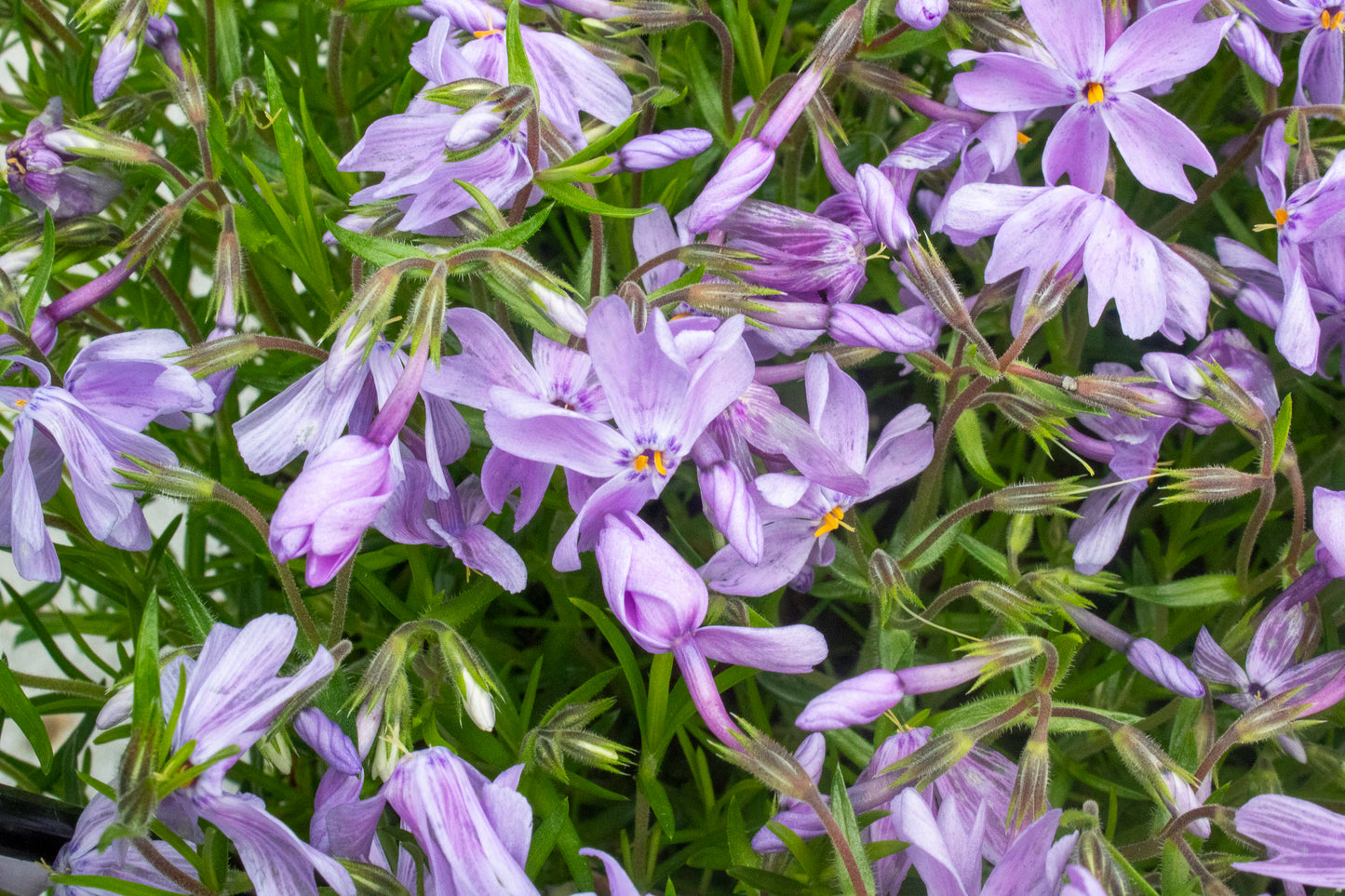 Phlox Ground Cover - Mountain Pinks