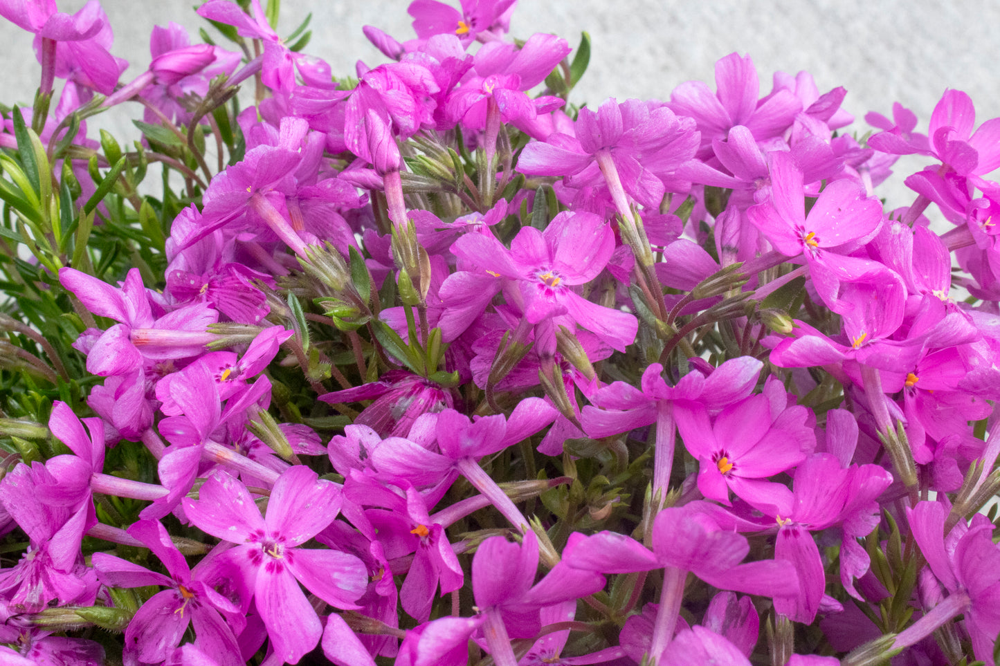 Phlox Ground Cover - Mountain Pinks