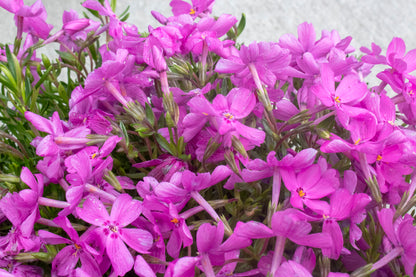 Phlox Ground Cover - Mountain Pinks
