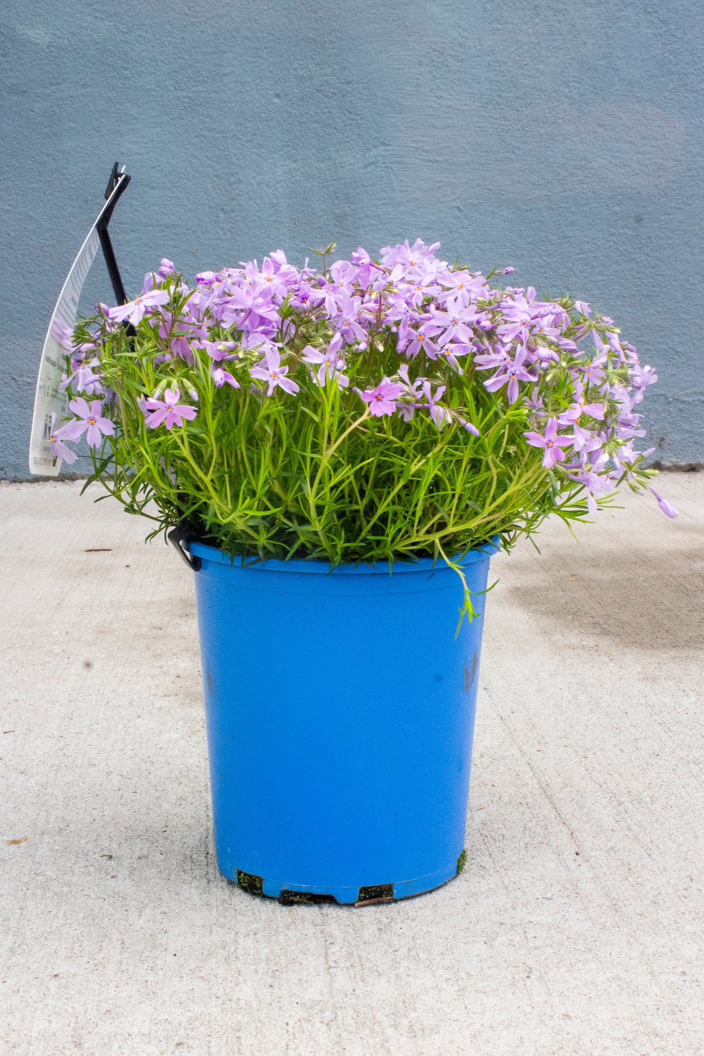 Phlox Ground Cover - Mountain Pinks