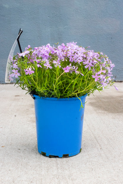 Phlox Ground Cover - Mountain Pinks