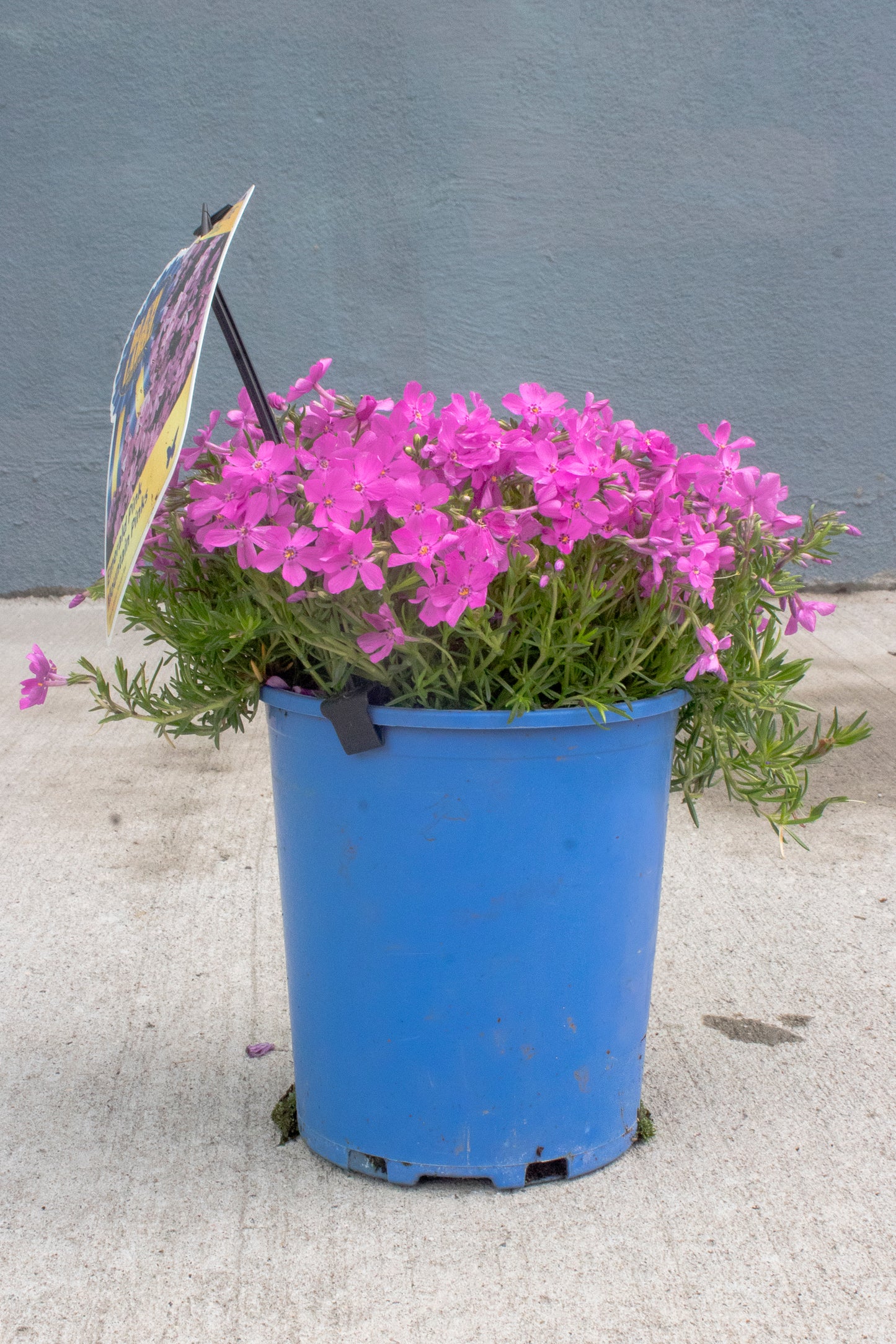 Phlox Ground Cover - Mountain Pinks