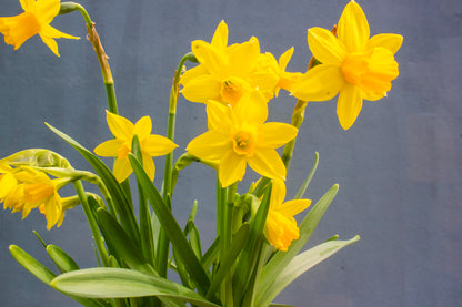 Daffodil