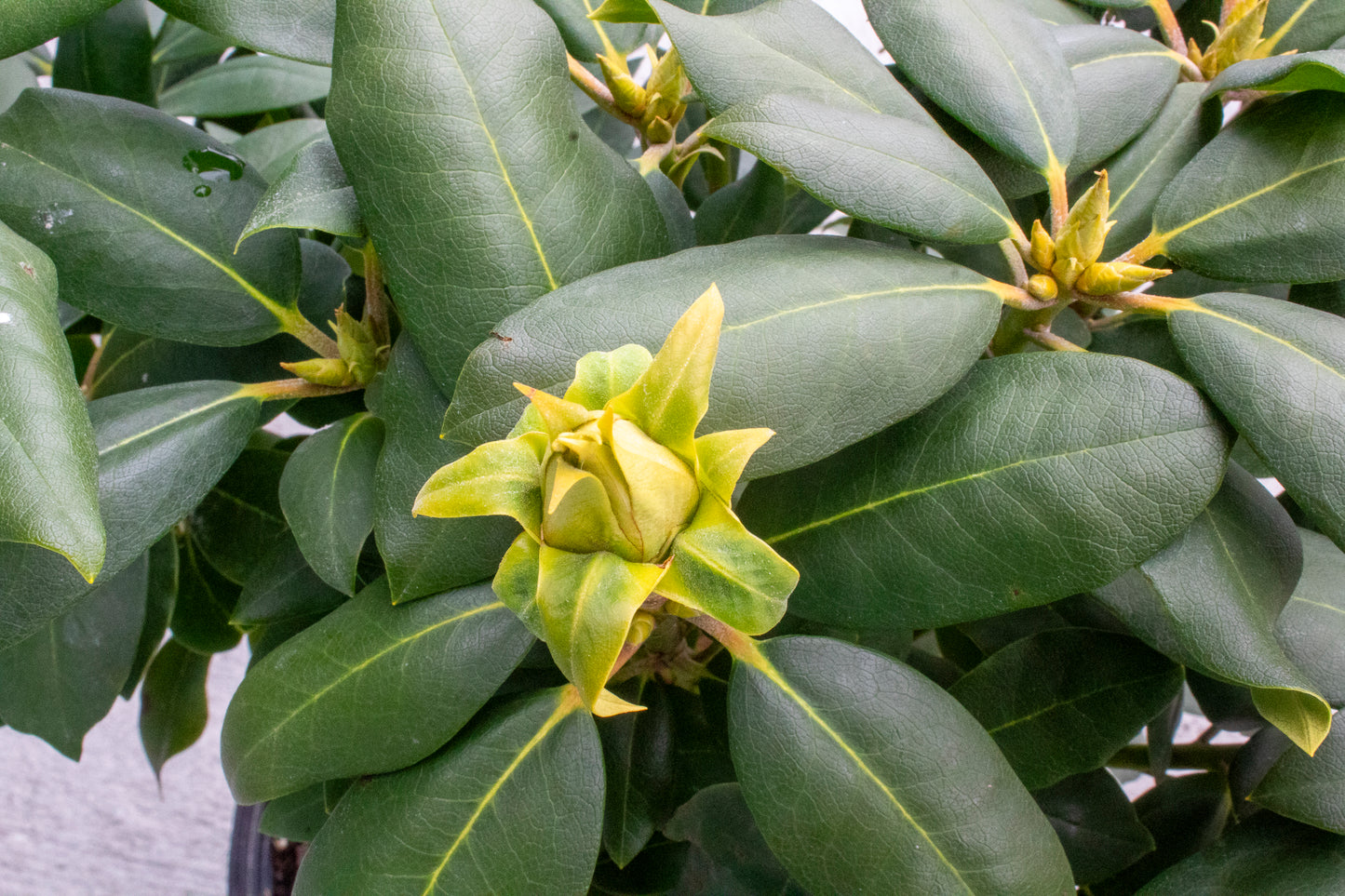 Rhododendron