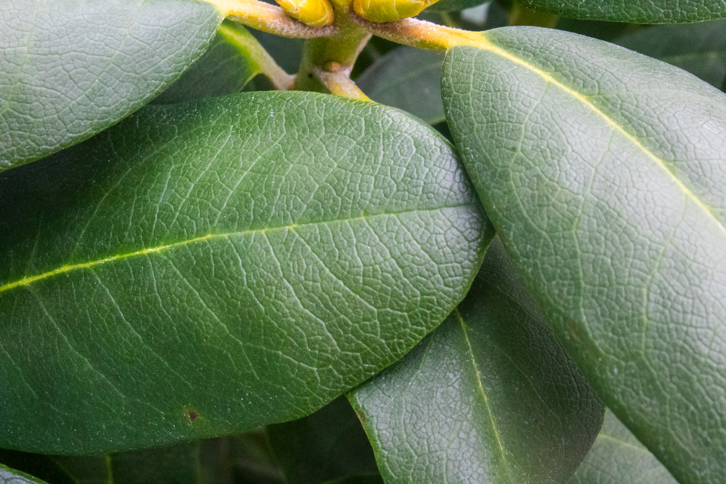 Rhododendron