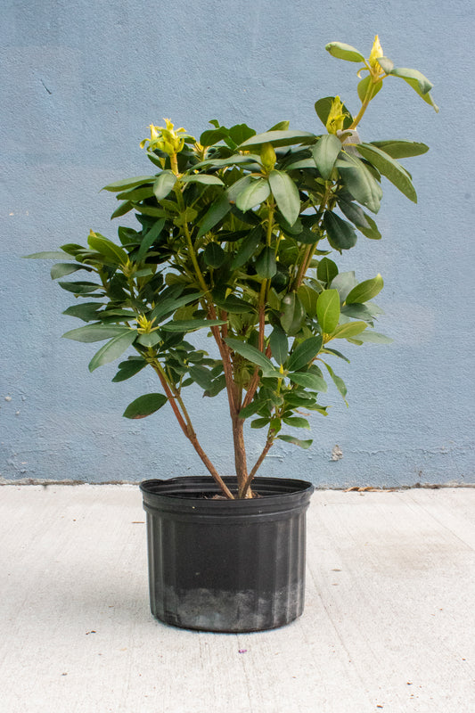 Rhododendron