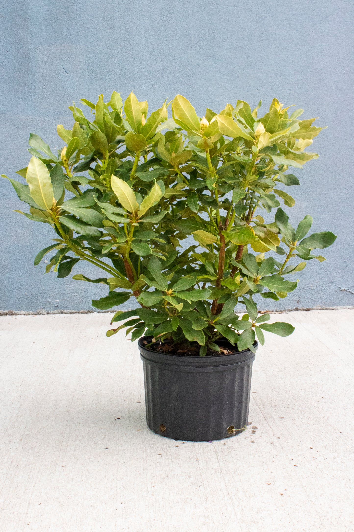 Rhododendron - English Roseum