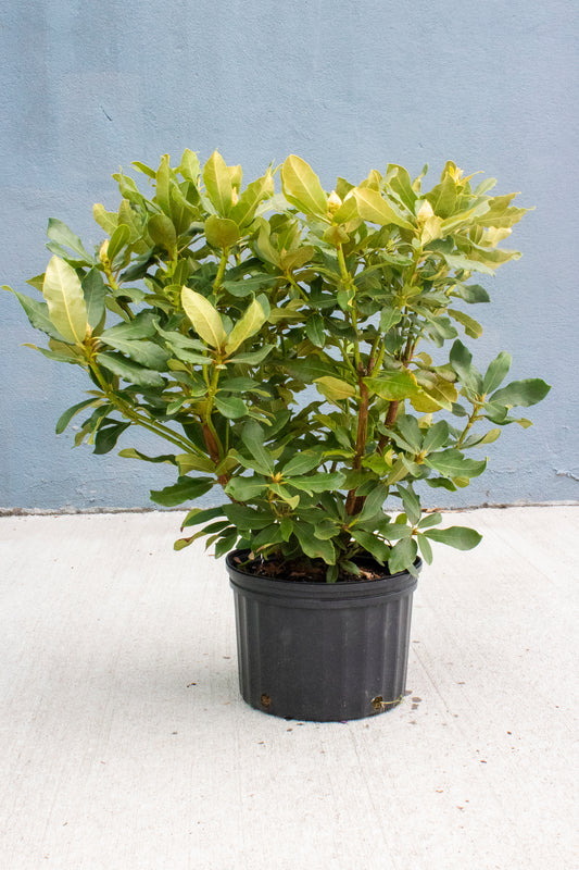 Rhododendron - English Roseum