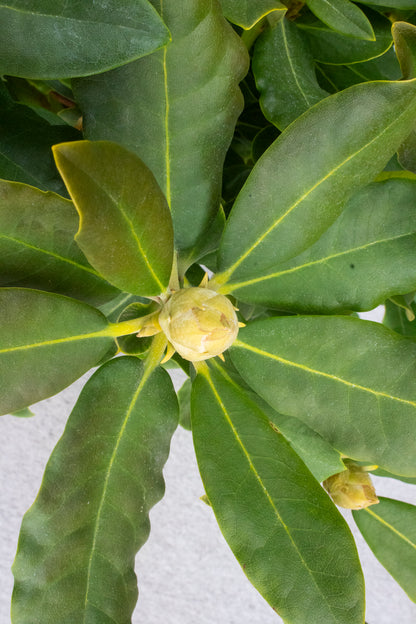 Rhododendron - English Roseum