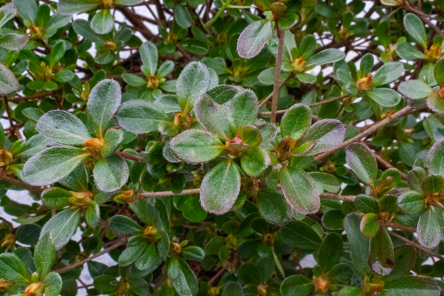 Azalea