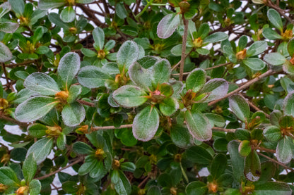 Azalea
