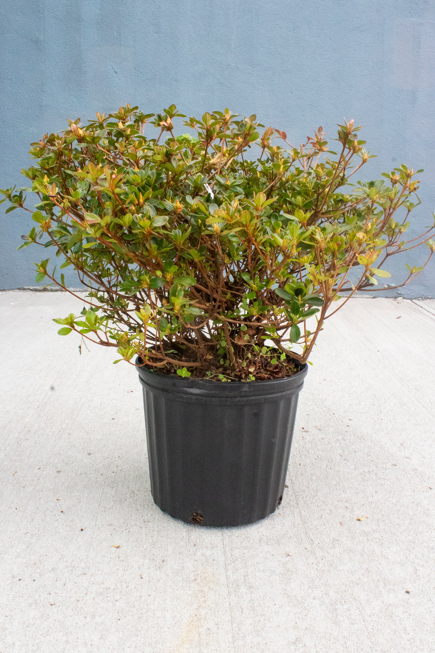 Azalea