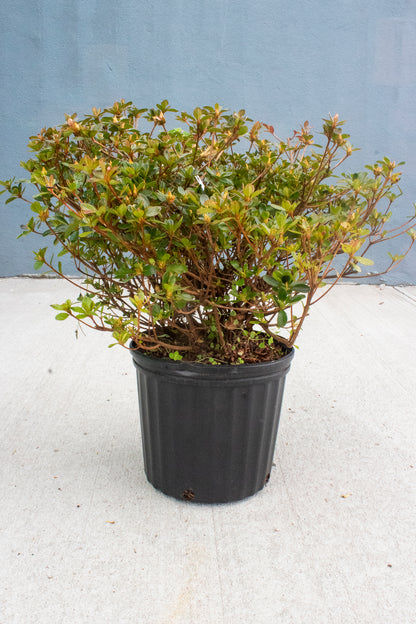 Azalea