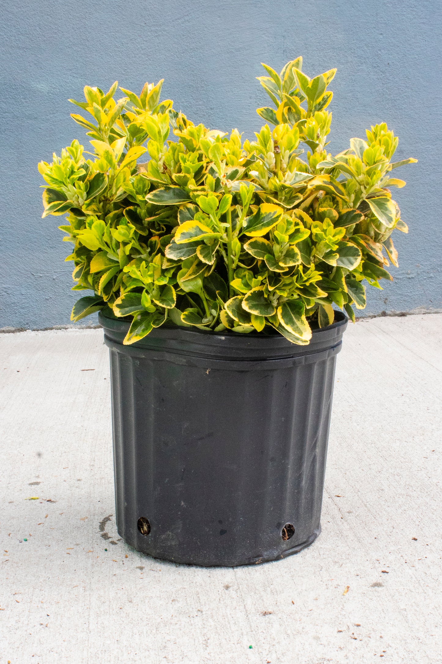 Golden Euonymus