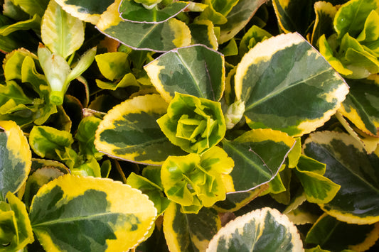Golden Euonymus