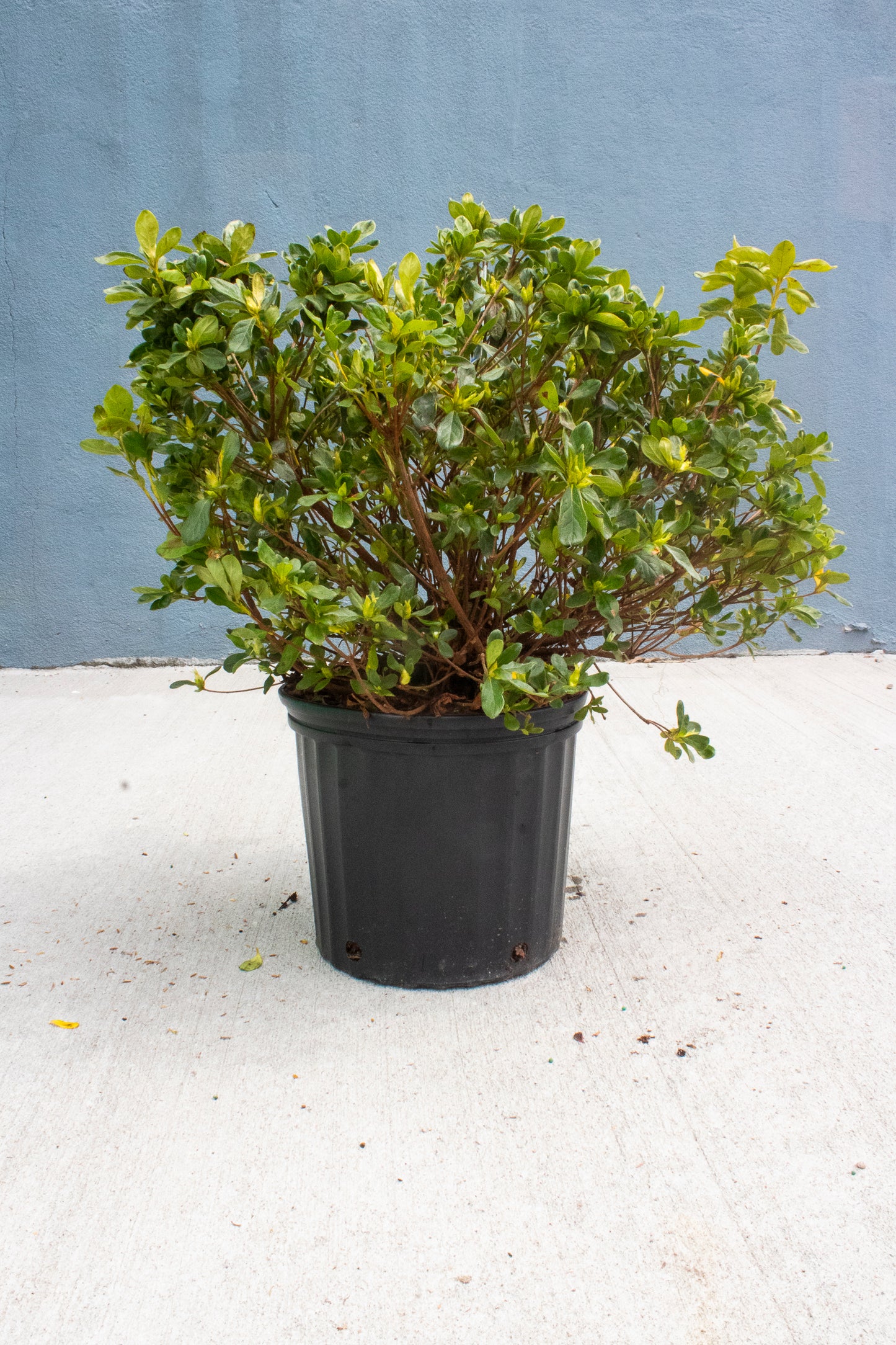 Japanese Azalea