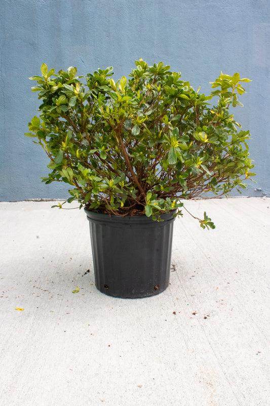 Japanese Azalea