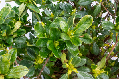 Japanese Azalea