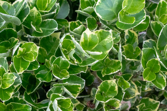Euonymus - Emerald Gaiety Wintercreeper