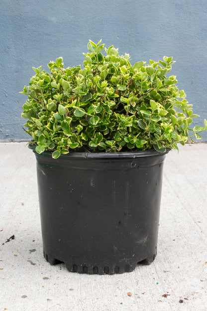 Euonymus - Emerald Gaiety Wintercreeper