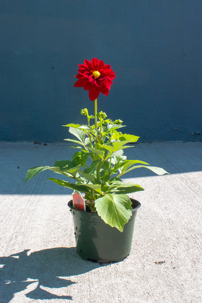 Dahlia