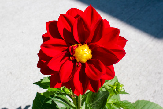 Dahlia