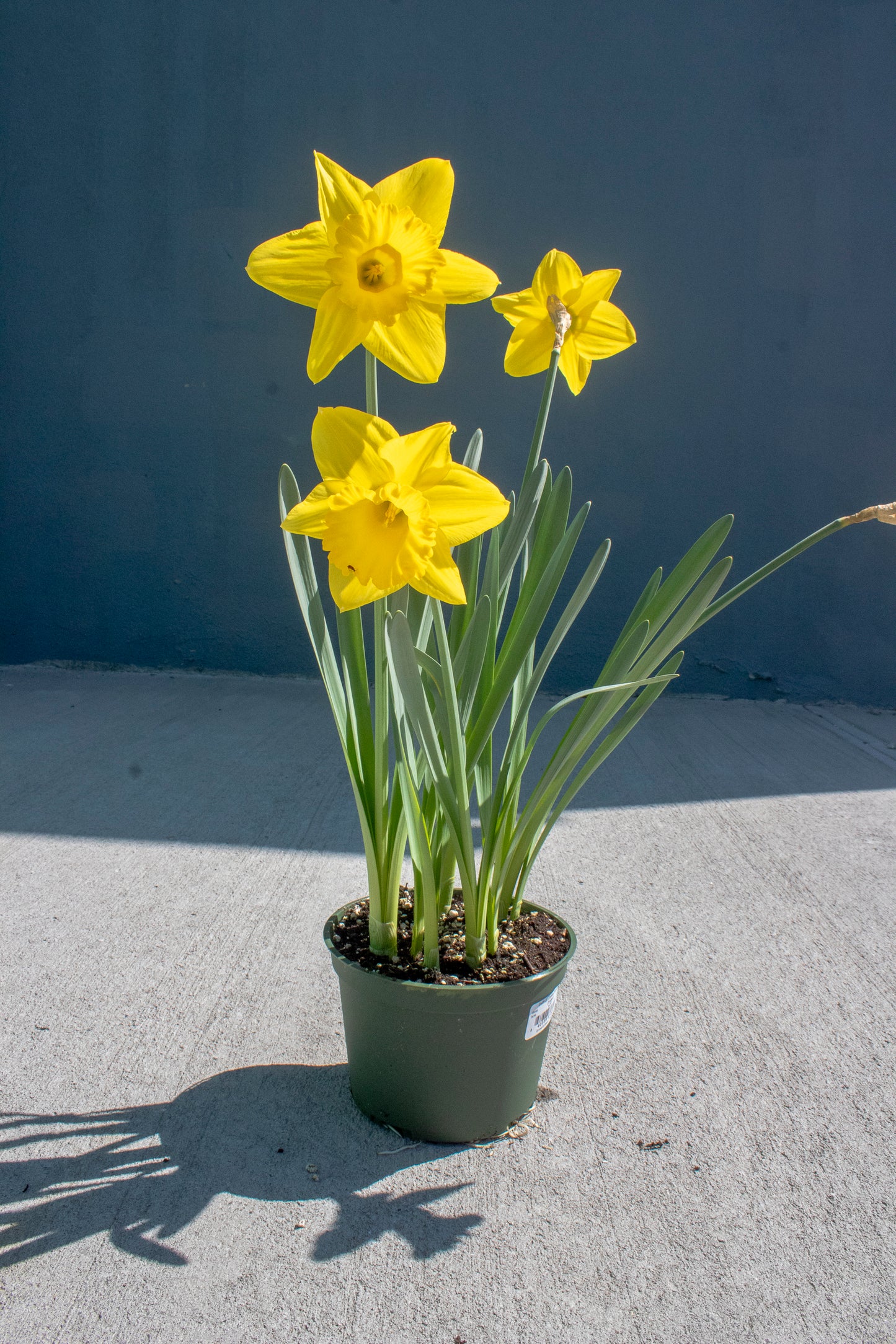 Daffodil