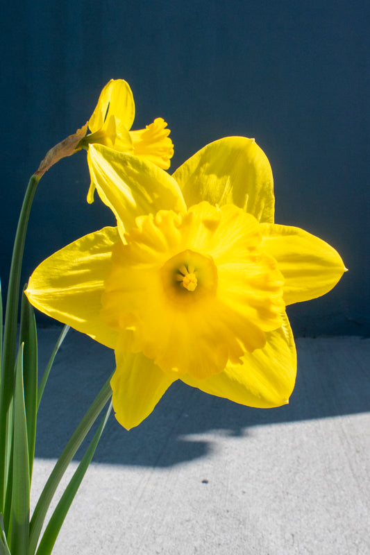 Daffodil