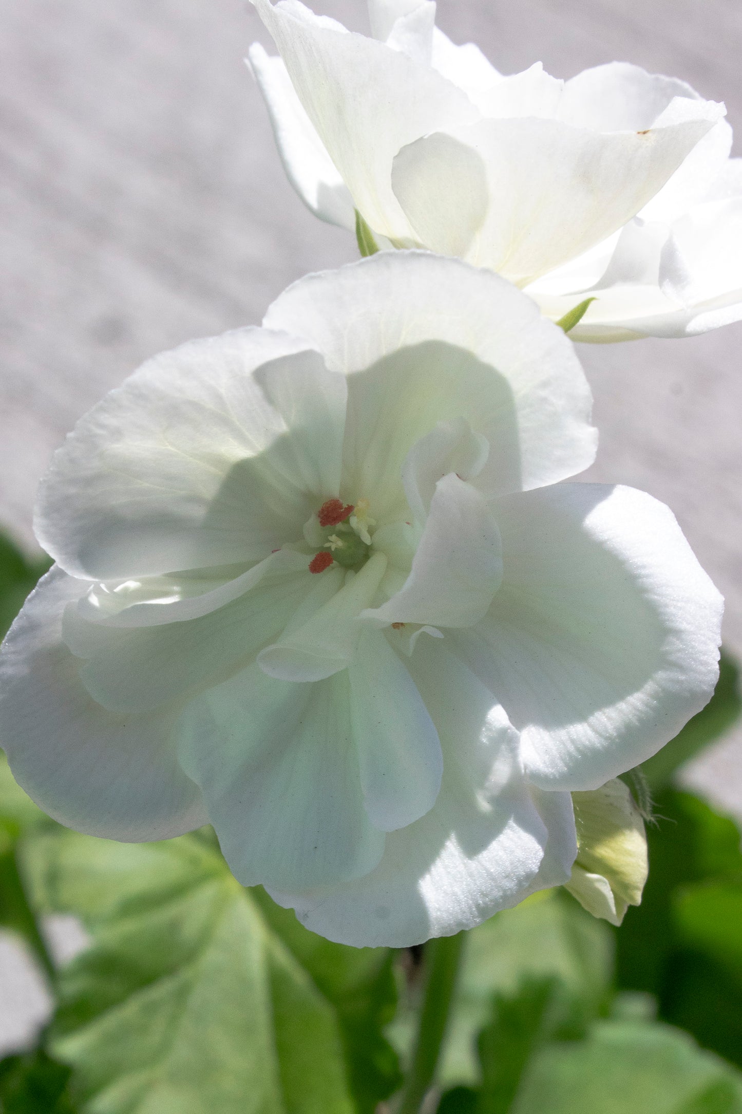 Geraniums