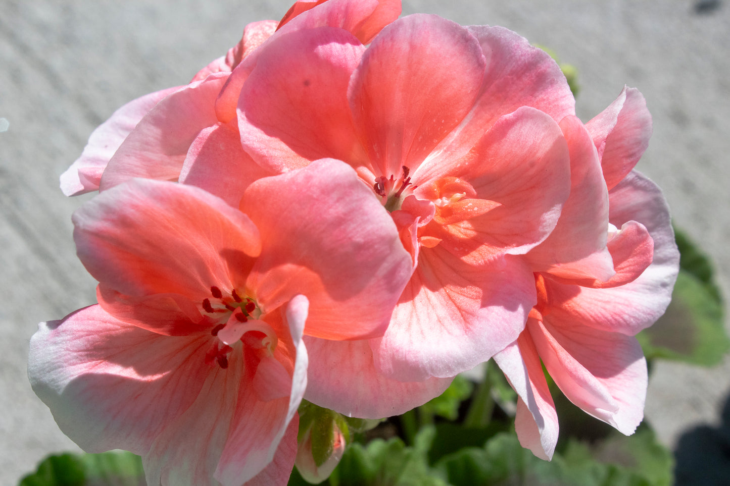 Geraniums