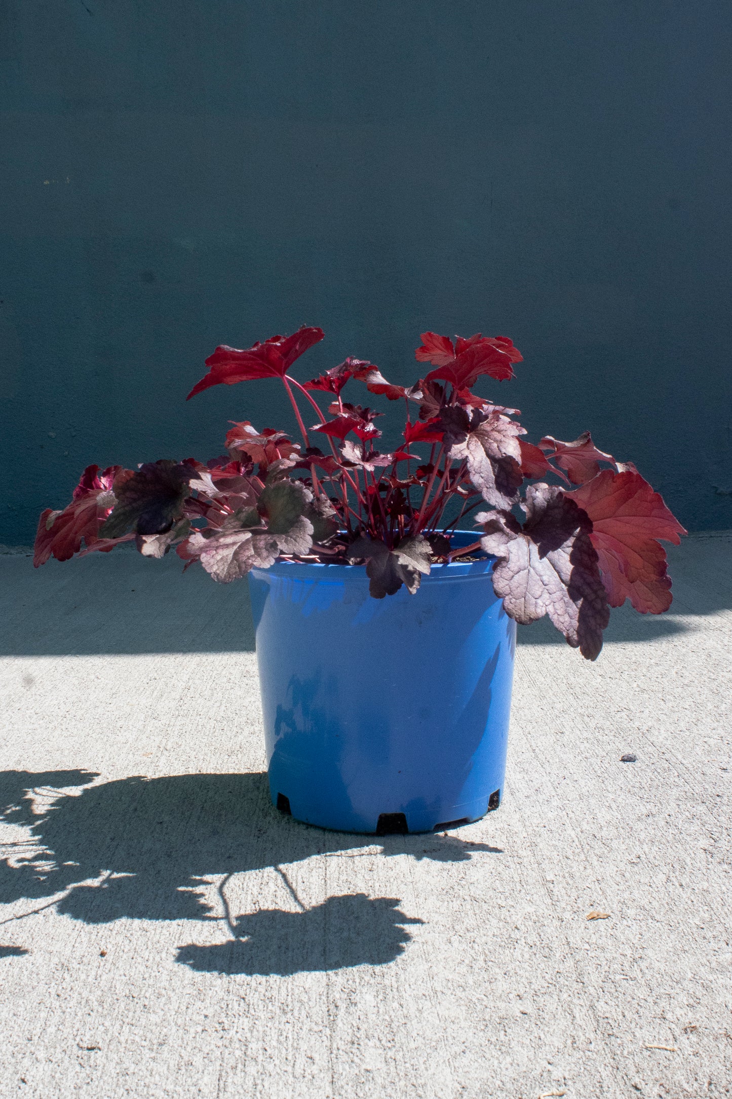 Coral Bells