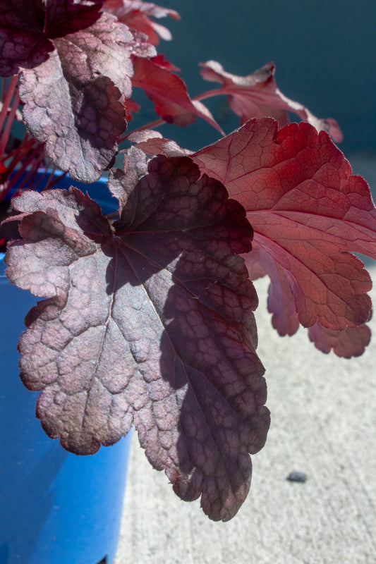 Coral Bells