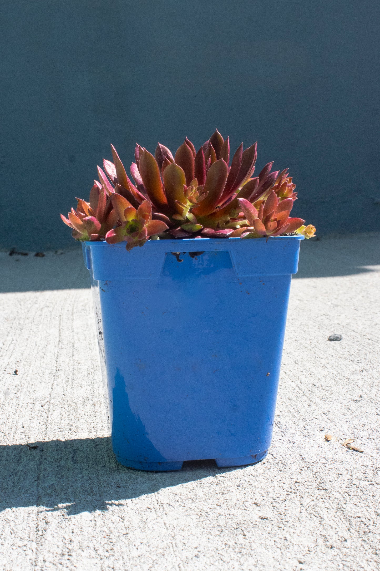 Sempervivum "Rocknoll Rosette"
