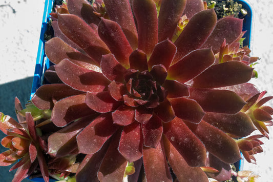 Sempervivum "Rocknoll Rosette"