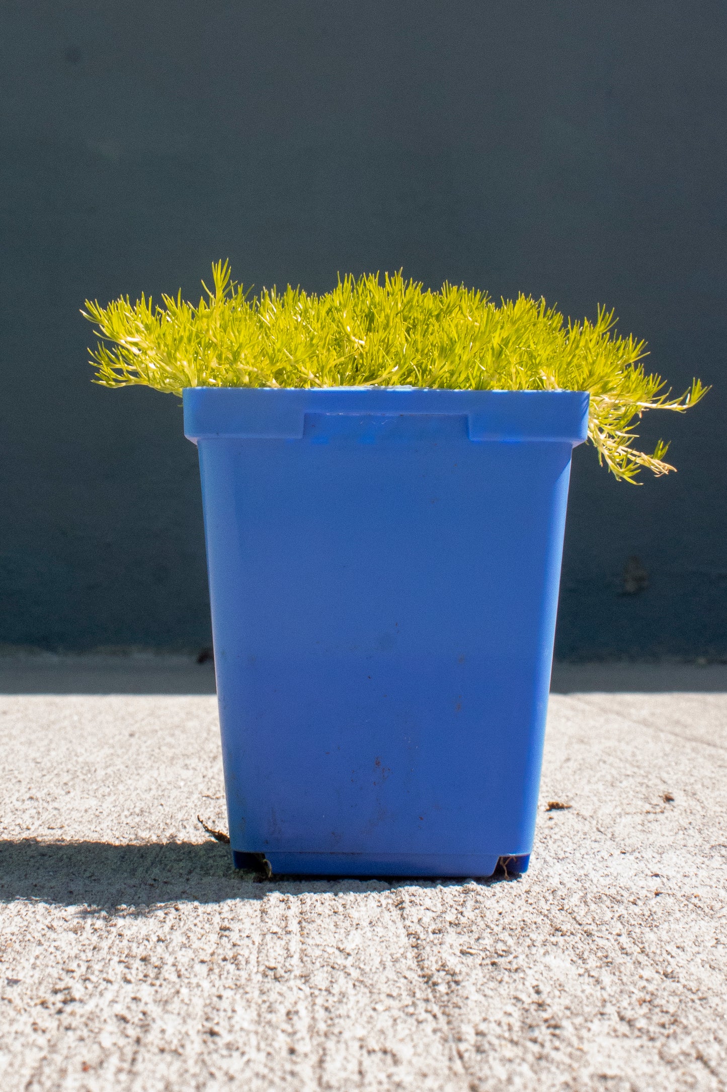 Scotch Moss