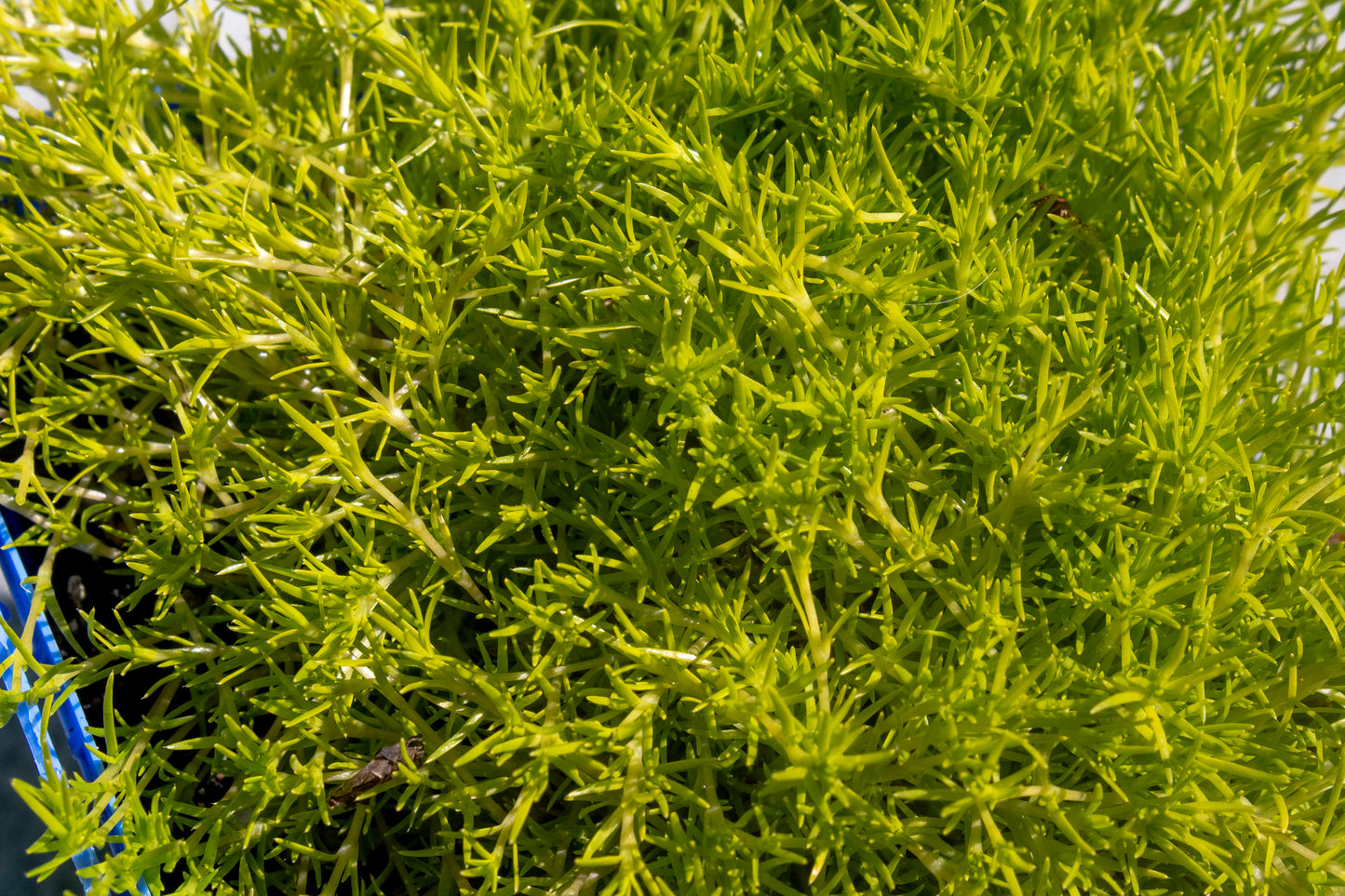 Scotch Moss