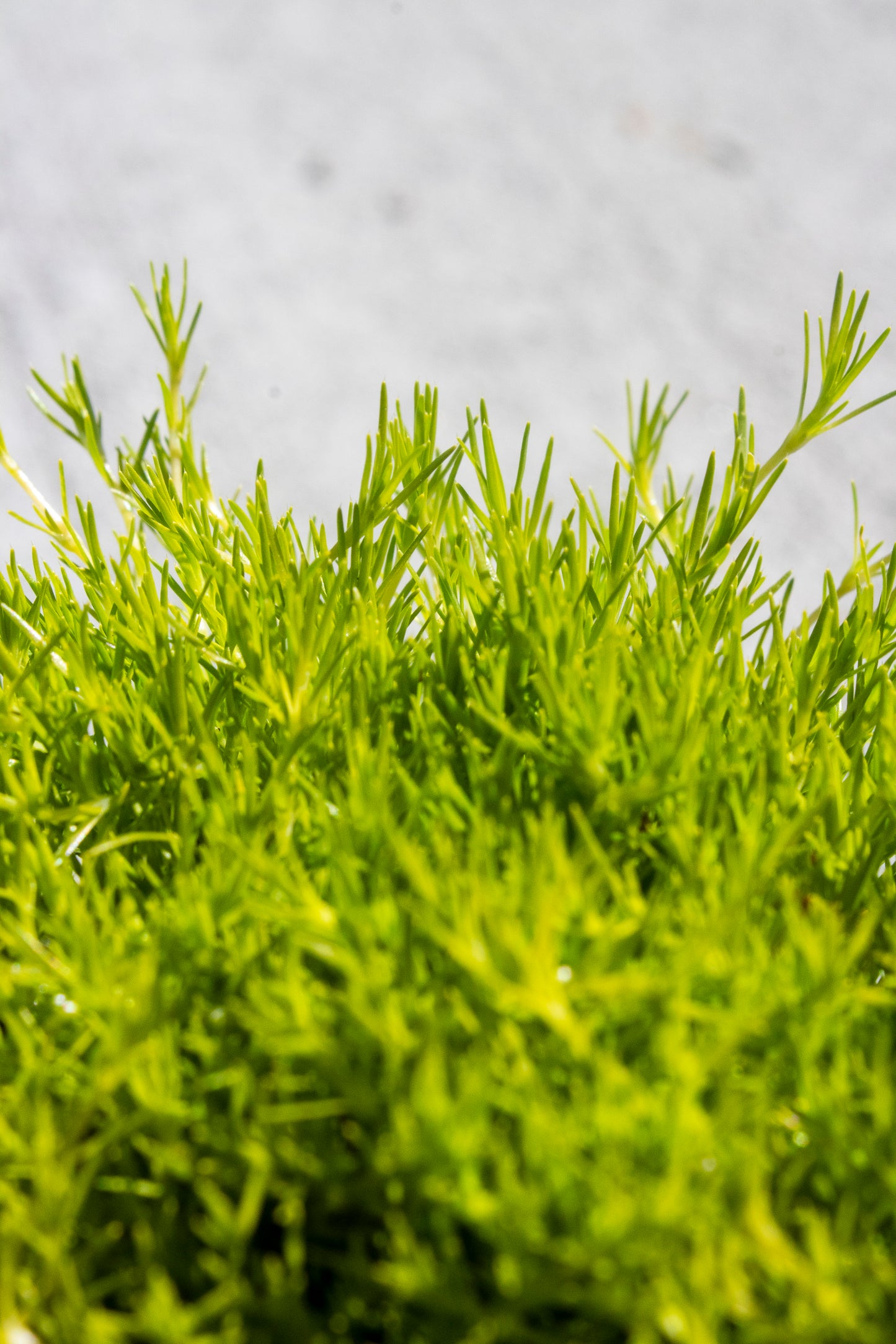 Scotch Moss