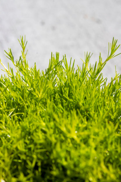 Scotch Moss