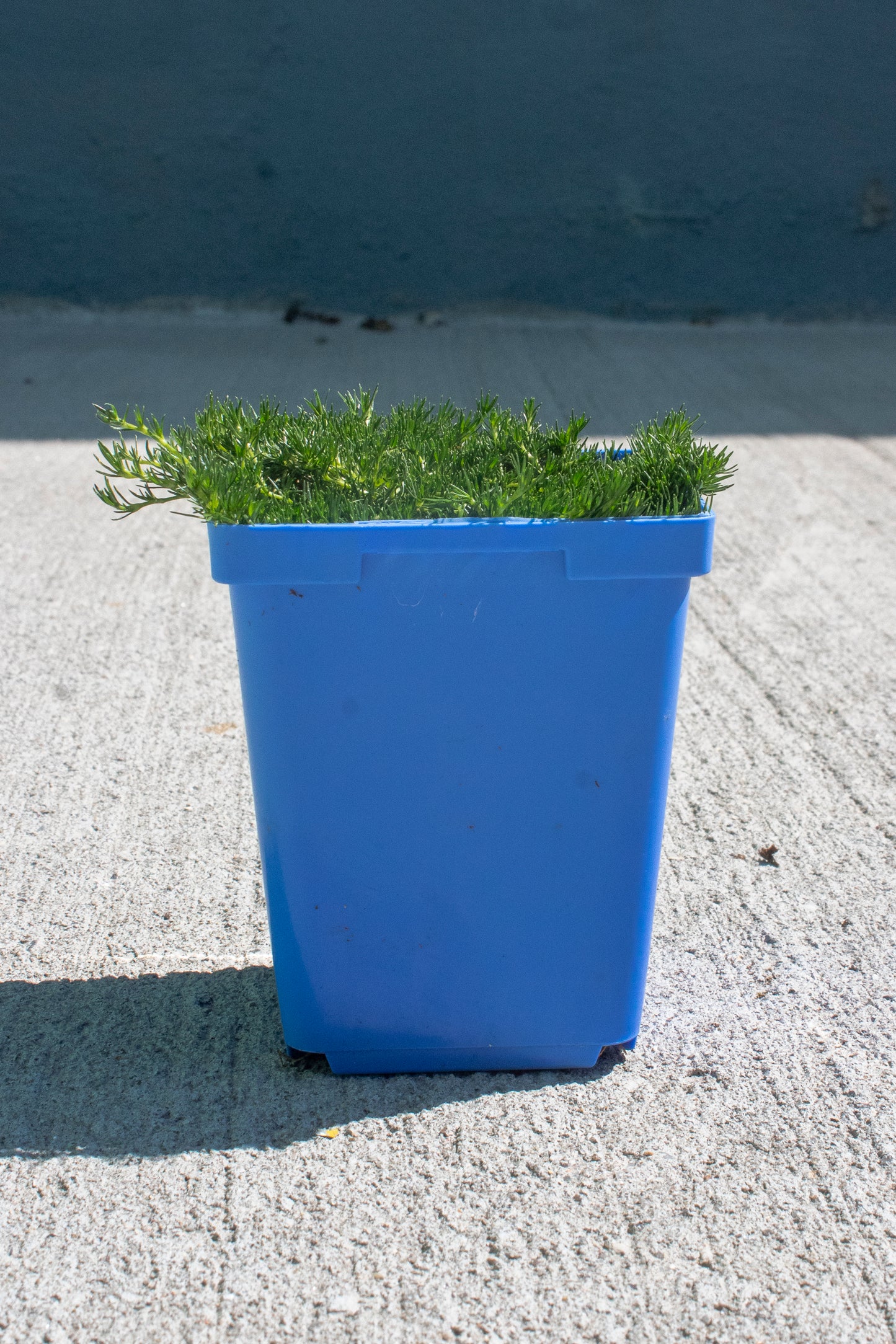 Irish Moss