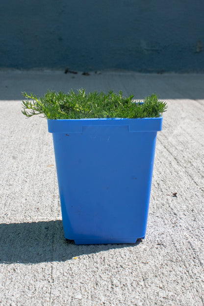 Irish Moss