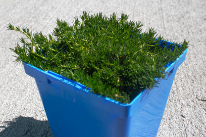 Irish Moss