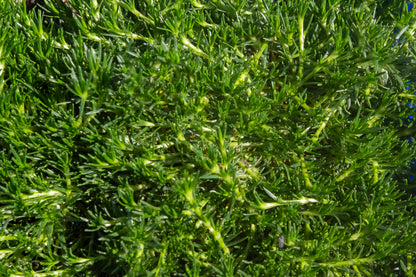 Irish Moss