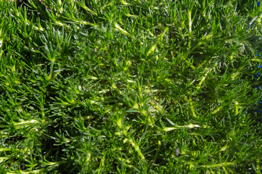 Irish Moss