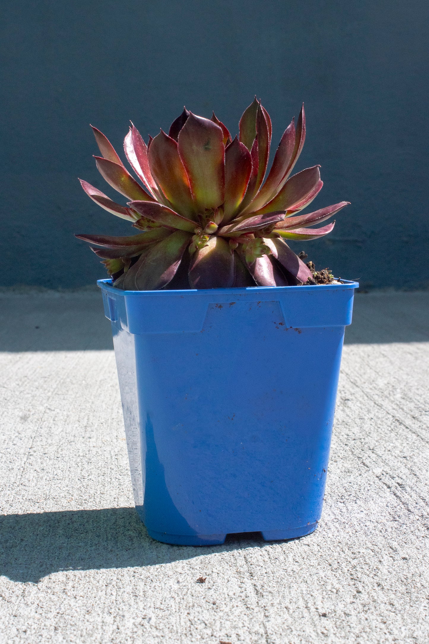 Sempervivum "Black Rose"