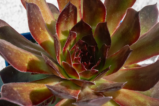 Sempervivum "Black Rose"