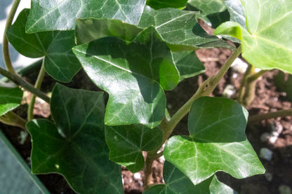 Ivy