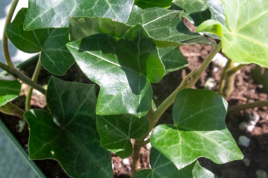 Ivy