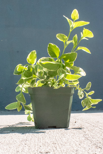 Vinca