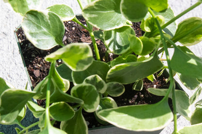 Vinca